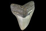 Fossil Megalodon Tooth - North Carolina #109667-1